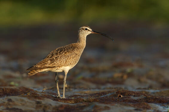 whimbrel