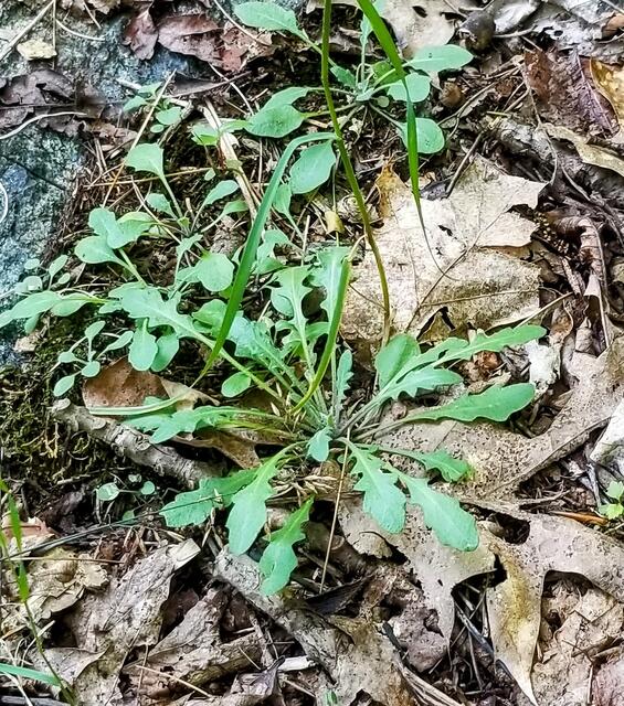 Lyre-leaved rock-cress (Arabidopsis lyrata)
