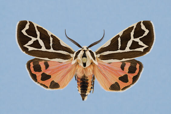 phyllira tiger moth