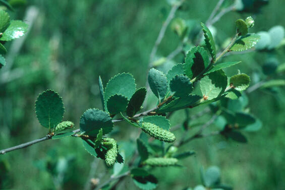Betula pumila