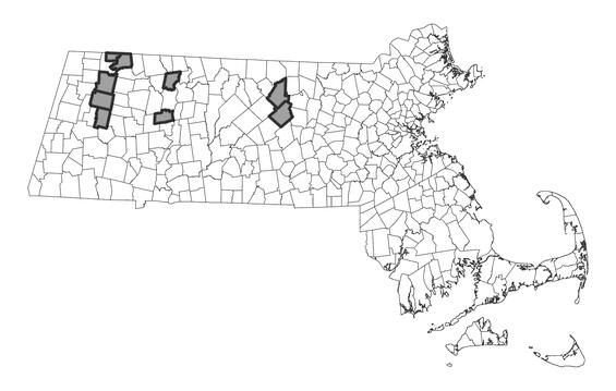 Map showing the distribution of this species in Massachusetts