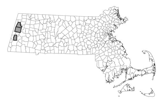 Map showing the distribution of this species in Massachusetts