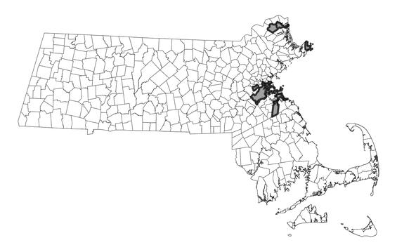 Map showing the distribution of this species in Massachusetts