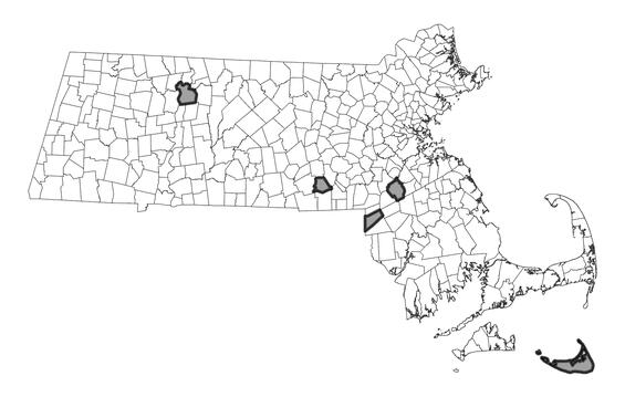Map showing the distribution of this species in Massachusetts