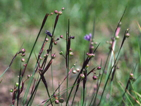 Slender blue eyed grass