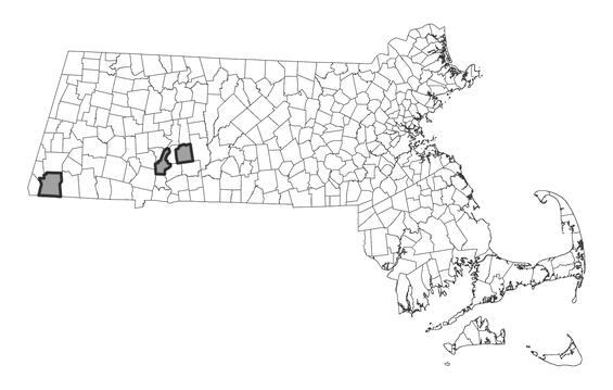 Map showing the distribution of this species in Massachusetts