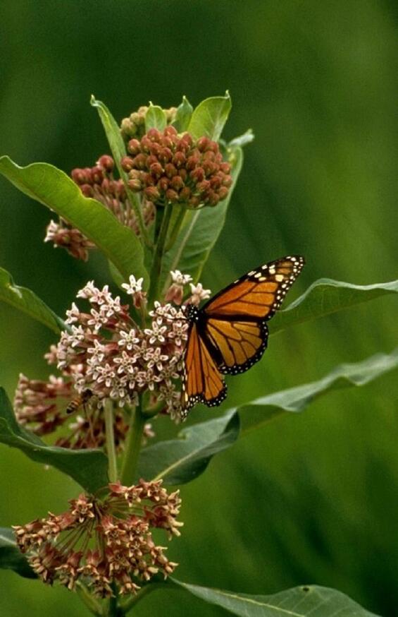 Monarch butterfly
