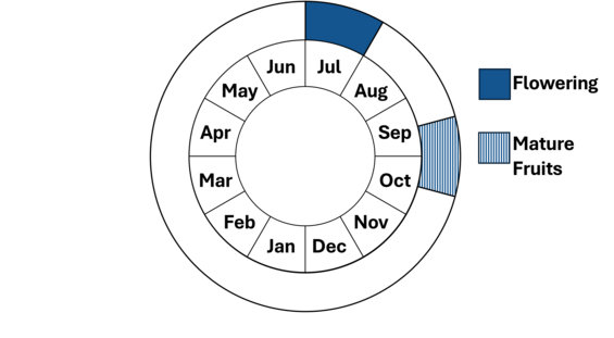 Graphic representation of life cycle, also described in text.