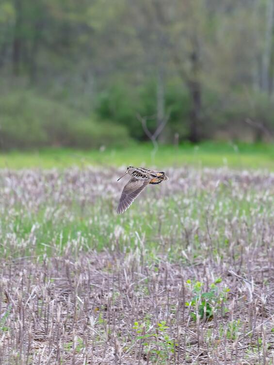American woodcock