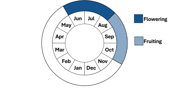 Graphic representation of life cycle, also described in text.
