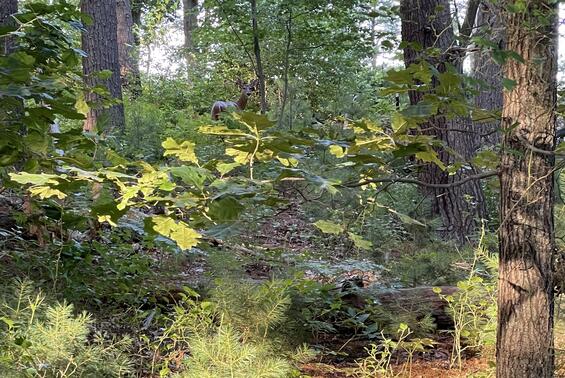 woodland habitat