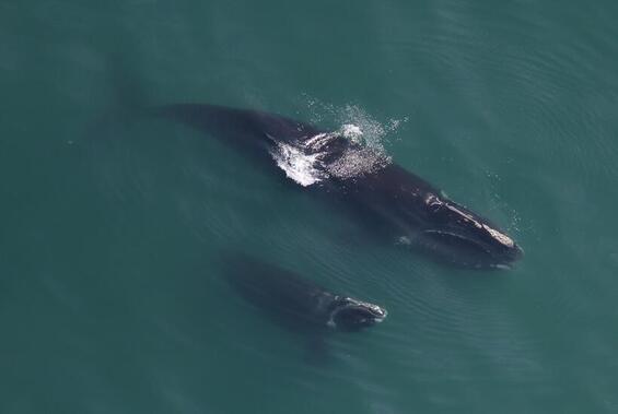 Right whale mom and calf.