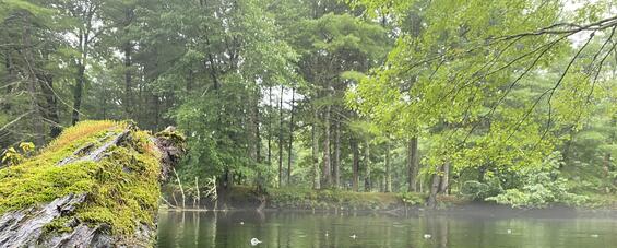 River next to forest