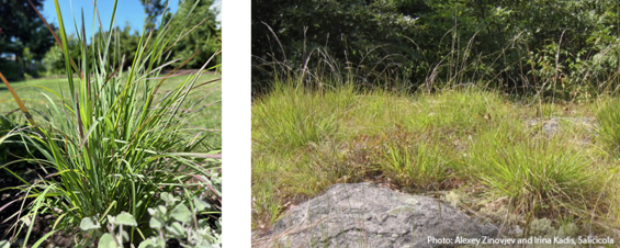 Two images: a closeup of a clump-forming specimen of little bluestem and the grass growing on a rocky embankment