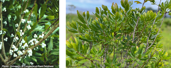 Two images of bayberry: one is a close-up of the waxy berries and the other is the plant growing along the coast in summer.
