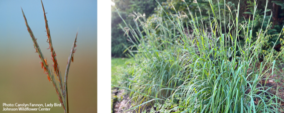 Two images: a closeup of big bluestem seedheads and the entire clump-forming grass