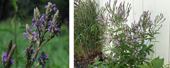 Two images of blue vervain: one closeup of the flowers and one showing the plant growing along a fence