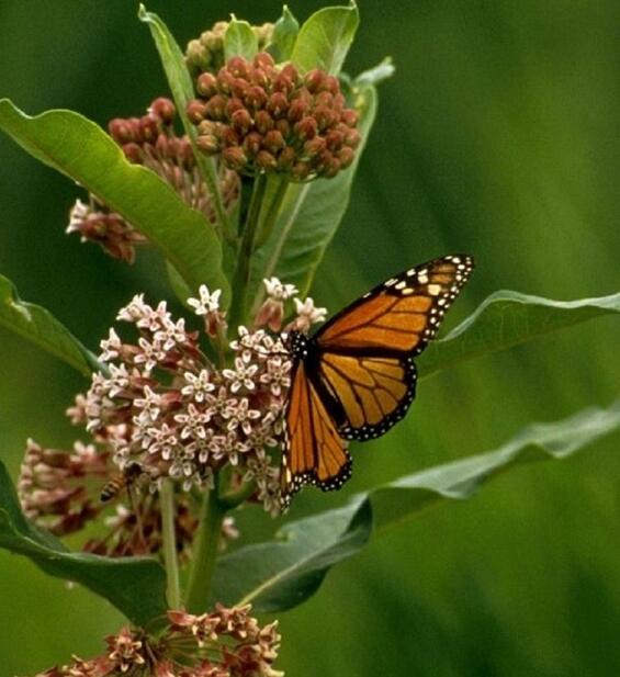 Monarch butterfly on plant
