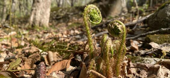 Fiddlehead