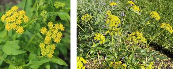 Two images: a closeup of the golden alexander flowerheads and the plant as a whole