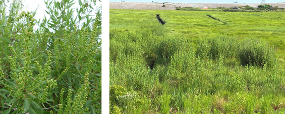 Two images of marsh elder: one is a close-up of the flowerheads and the other is marsh elder growing within a salt marsh.