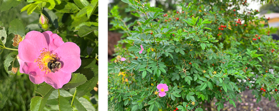 Two images of virginia rose: one is a close-up of the flower with a bee and the other is the plant half with flowers and half with red rosehips.