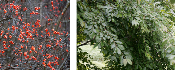 Two images of winterberry: one is a closeup of the bright red berries in the winter and the other is of the leaf structure