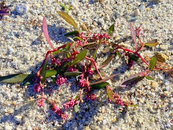 Sprawling habit of pondshore smartweed; photo by Douglas McGrady 