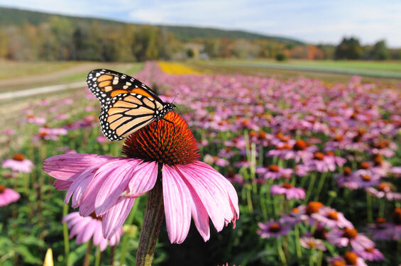 A monarch butterfly sitting on a flower in a flower field.