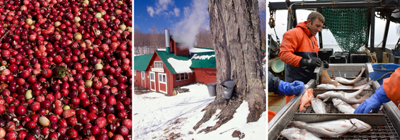 A collage image of a cranberry bog, a maple syrup farm in winter time, fisherman processing fish they caught on a boat.