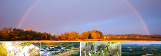A collage of a rainbow overlooking a forest, a tree canopy, mushrooms, and a river valley.