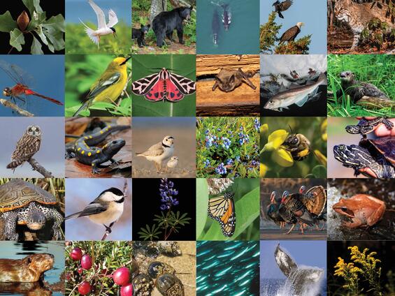 A collection of animal and plant species found in Massachusetts.
