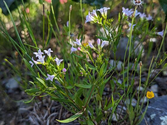 Long-leaved bluet