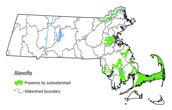 Map showing the distribution of this species in Massachusetts