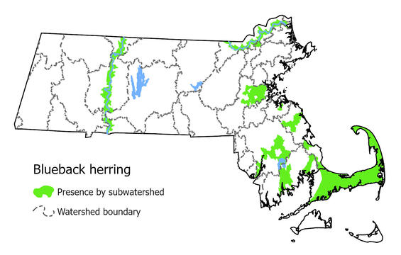Map showing the distribution of this species in Massachusetts