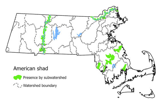 Map showing the distribution of this species in Massachusetts