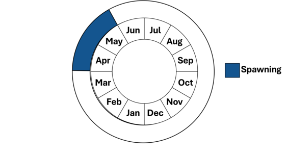 Graphic representation of life cycle, also described in text.