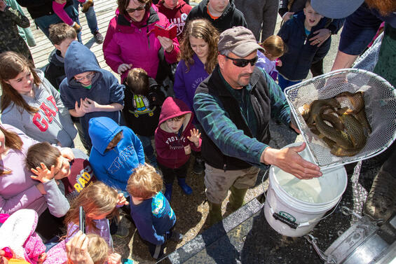 Masswildlife staff and children participate in a trout stocking