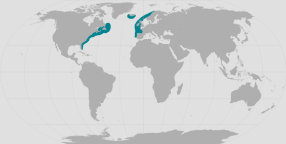 World map providing approximate representation of the North Atlantic right whale's range.