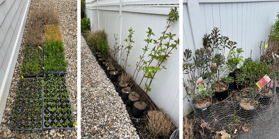 purchased native plants in trays and pots