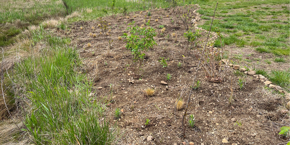 shrubs and plugs are planted in the ground