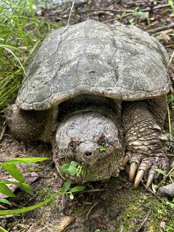 snapping turtle