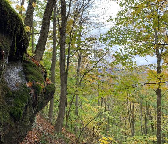 forest