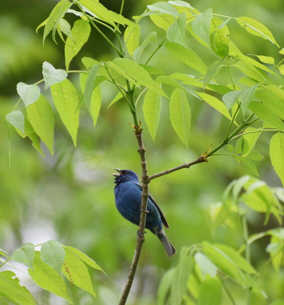 blackbird in tree