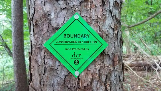 tree with green sign