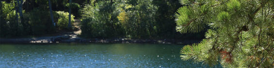 waterway surrounded by evergreen trees
