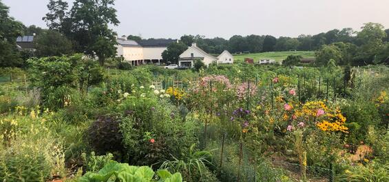 Codman Community Farms