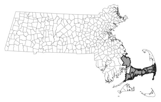 Map showing the distribution of this species in Massachusetts