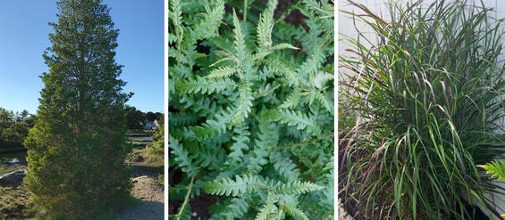 red cedar growing tall near the shore, closeup of sweet fern fronds, and switchgrass with red tips