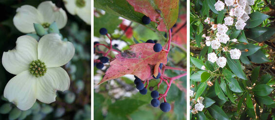 flower of flowering dogwood, red leaves and blue fruits of nannyberry, and pinkish white blooms ofmountain laurel